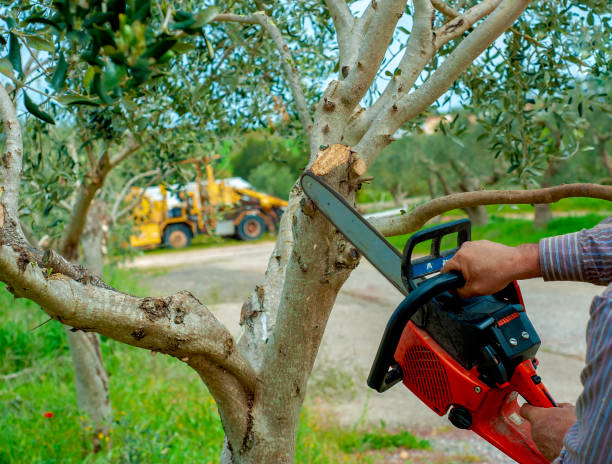 Best Tree Trimming Near Me  in Orlovista, FL